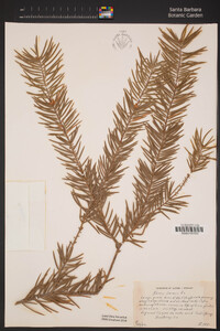 Abies bracteata image