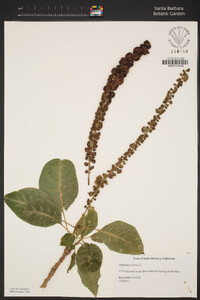 Phytolacca dioica image