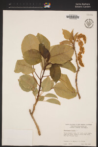 Phytolacca dioica image