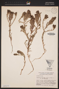 Chloropyron maritimum subsp. maritimus image