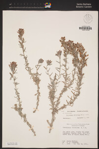 Castilleja foliolosa image