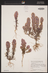 Castilleja exserta image