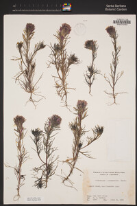 Castilleja exserta subsp. exserta image