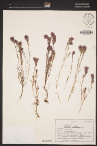 Castilleja exserta subsp. exserta image