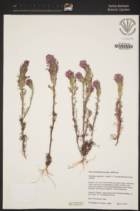 Castilleja exserta subsp. exserta image