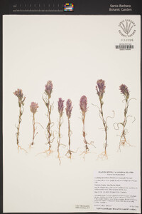 Castilleja densiflora image