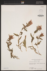 Castilleja applegatei subsp. disticha image