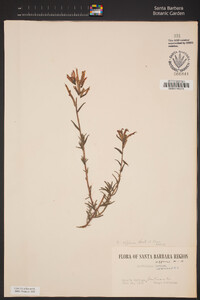 Castilleja affinis image