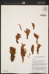 Aphyllon parishii subsp. brachylobum image