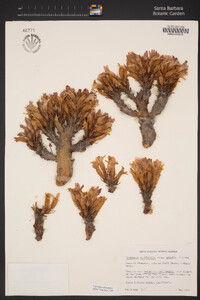 Aphyllon californicum subsp. grande image