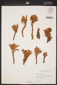 Aphyllon californicum image