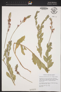 Oenothera suffrutescens image