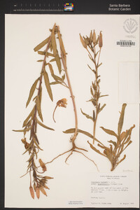 Oenothera elata subsp. hookeri image