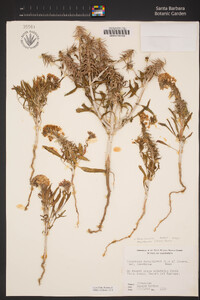 Eremothera boothii image