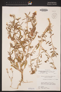 Eremothera boothii subsp. decorticans image