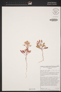 Eremothera boothii image