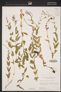 Epilobium oreganum image