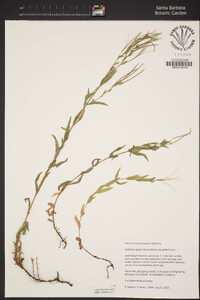 Epilobium glaberrimum image