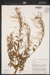 Epilobium ciliatum image