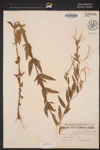 Epilobium ciliatum subsp. ciliatum image