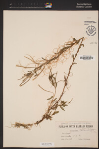 Epilobium ciliatum subsp. ciliatum image