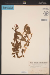 Epilobium canum image