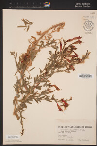 Epilobium canum image