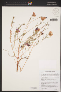 Clarkia speciosa subsp. speciosa image