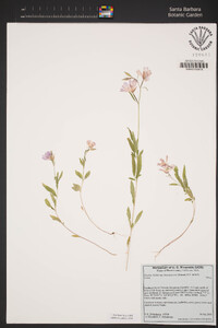 Clarkia biloba image