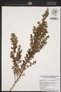 Baccharis pilularis image