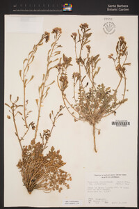 Chylismia claviformis subsp. aurantiaca image