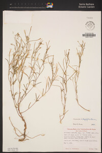 Camissonia integrifolia image