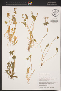 Claytonia perfoliata image