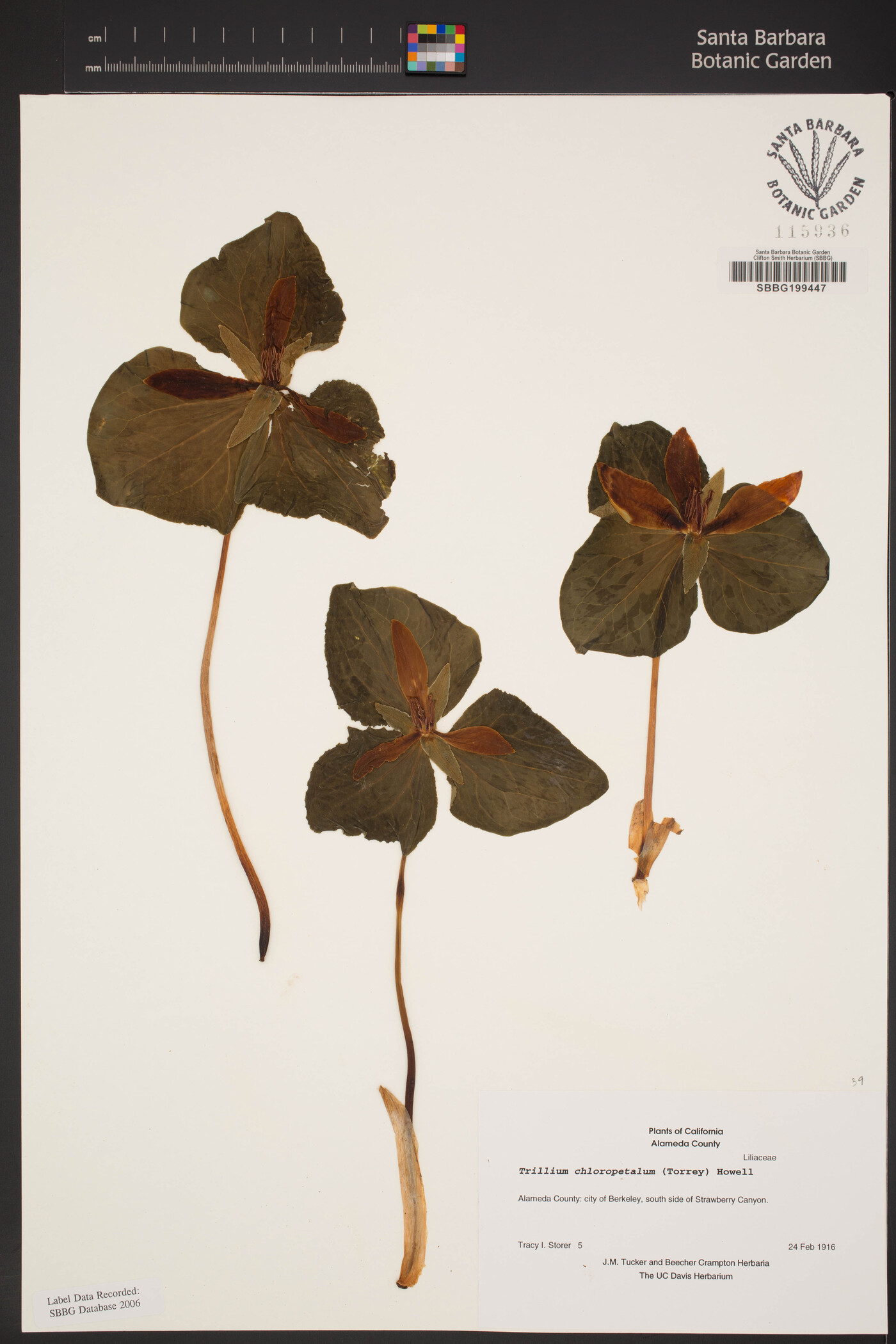 Trillium chloropetalum image