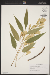 Fraxinus uhdei image