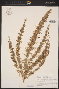 Trichostema lanceolatum image