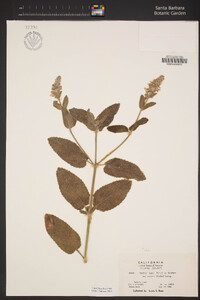 Stachys rigida var. rigida image