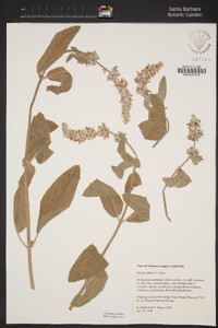 Stachys albens image