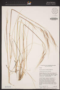 Stipa pulchra image