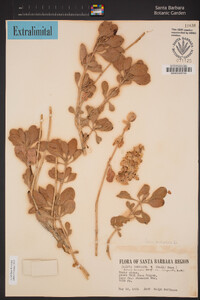 Salvia pachyphylla image