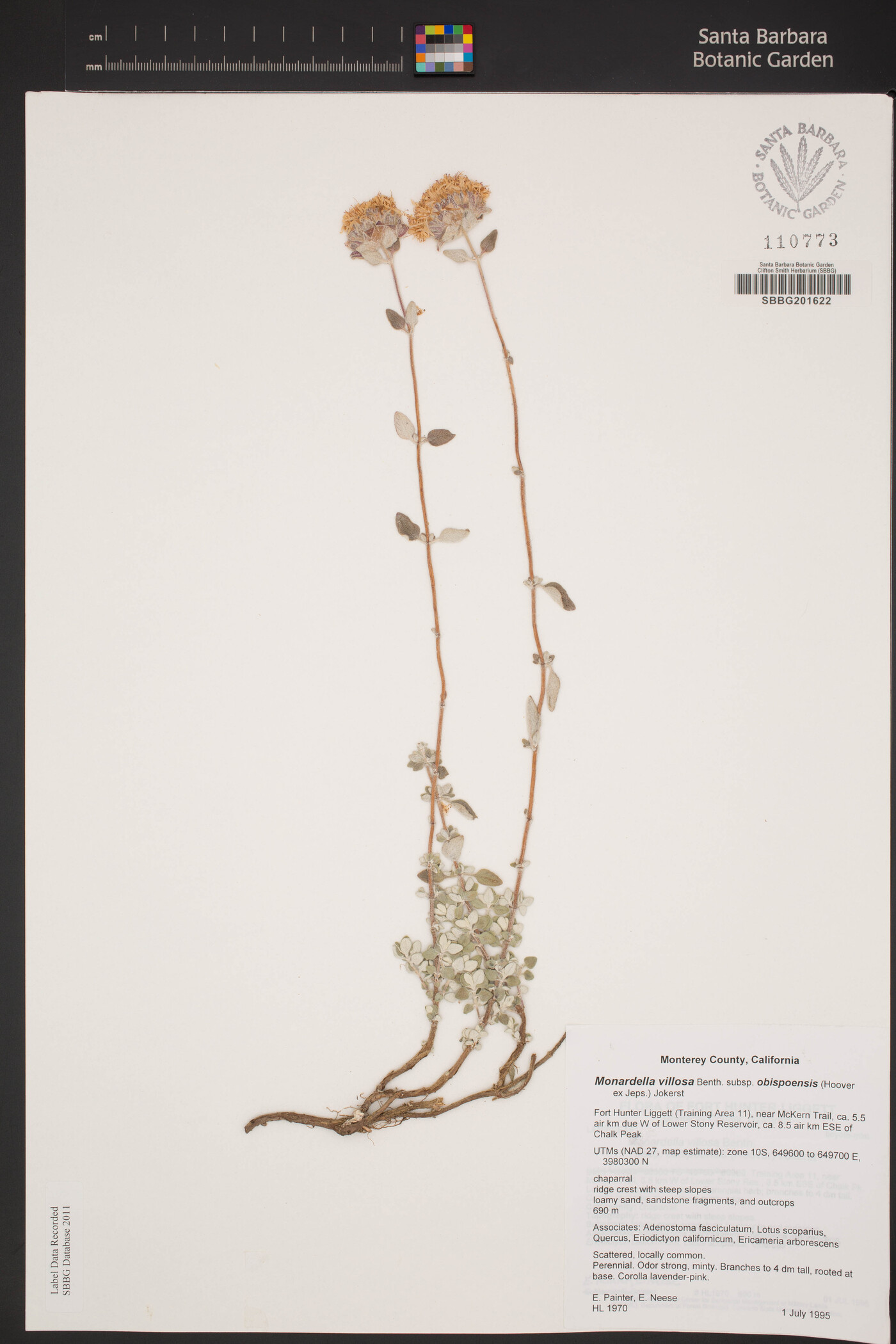 Monardella villosa subsp. obispoensis image