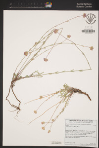 Monardella linoides subsp. erecta image