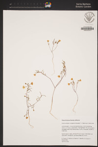 Camissonia campestris subsp. campestris image