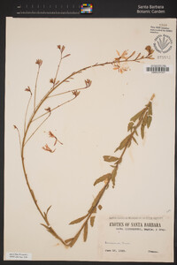 Oenothera lindheimeri image