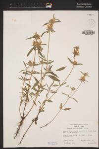 Monarda citriodora image