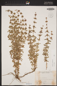 Mentha pulegium image