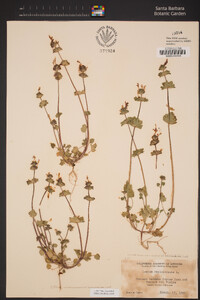 Lamium amplexicaule image