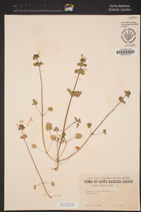 Lamium amplexicaule image