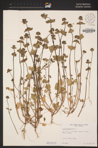 Lamium amplexicaule image