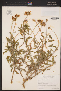 Encelia californica image